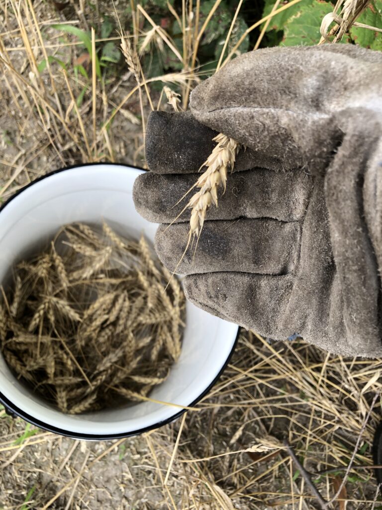 A gloved hand gathering the wheat by snapping off the ear and placing it into a bucket.