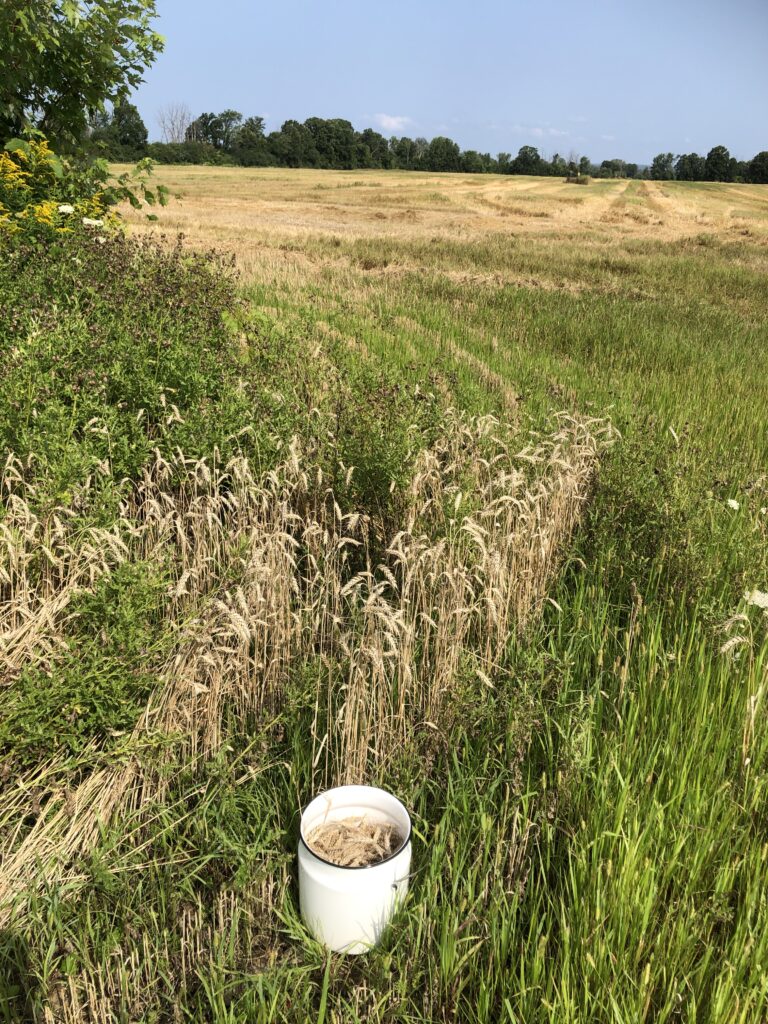 Remnants of wheat in a field after harvest with a bucket of wheat ears.