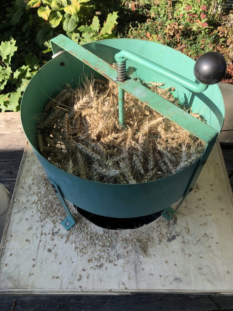 A soil sifter with a hand crank containing wheat ears installed above a can to collect seeds.